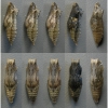 pap mach pupa9 volg1